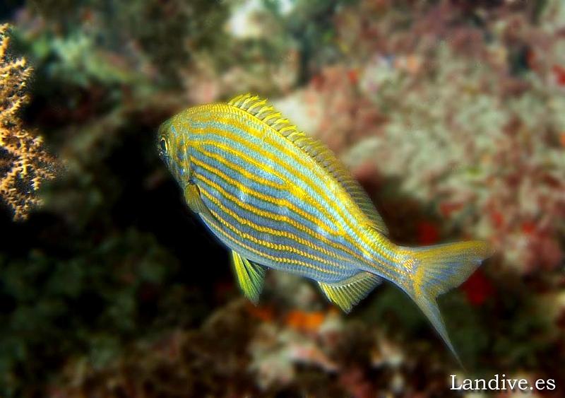 Salema ( Sarpa salpa )1.jpg - OLYMPUS DIGITAL CAMERA